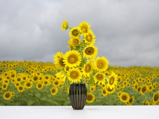 120805himawari_0066.jpg